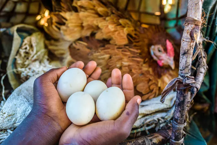 CHICKENS TO CHANGE LIVES